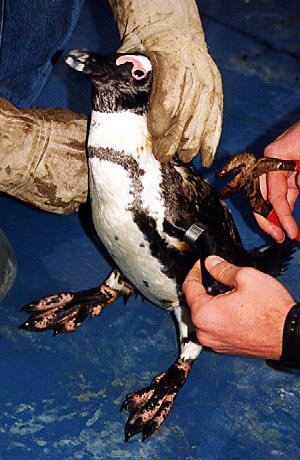 contrapuntovzla's tweet photo. #MundoCTP|| Un grupo de submarinismo salvaron 20 pingüinos llenos de manto de petróleo provocado por el abastecimiento de combustible de barcos en el océano Índico https://t.co/AhZ2Xnc03a https://t.co/kUJ47wi9KH