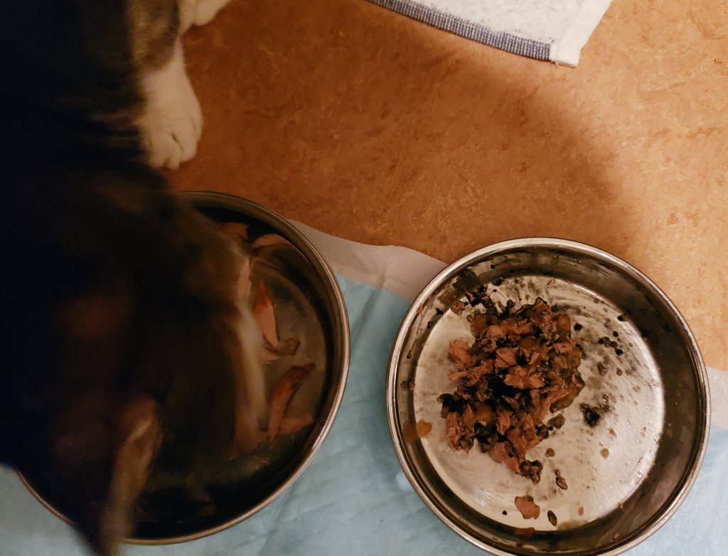 N Number Press モモのご飯 焼きかつおとネフガード混ぜたご飯をあげた 今日の気分は 焼きかつお だった 食べてくれただけありがたい このあと塩分なしのシーチキンのせて少し食べさせたけど シーチキンだけ食べた感じに いらない と思っ