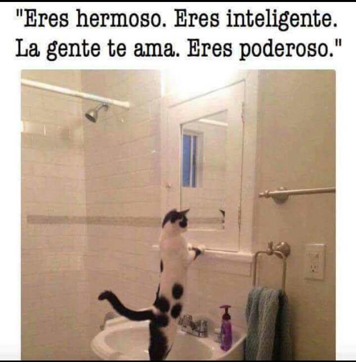 - Cada vez que encuentro a mi gato viendos en el espejo!