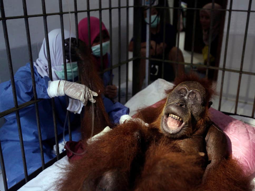 The real victims of the palm oil industry are orangutans #PalmOil
independent.co.uk/environment/or…