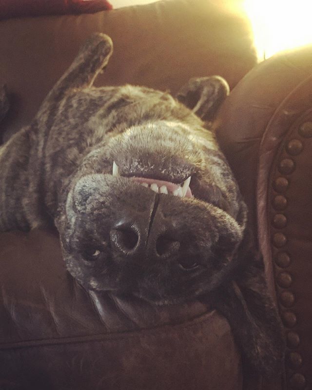 MikeAlanMusic's tweet photo. #Mornin 💪
#dontforgettosmiletoday 🐶 
#pigglesworth https://t.co/ZvI2mb3M15 https://t.co/sUuOytnh3C