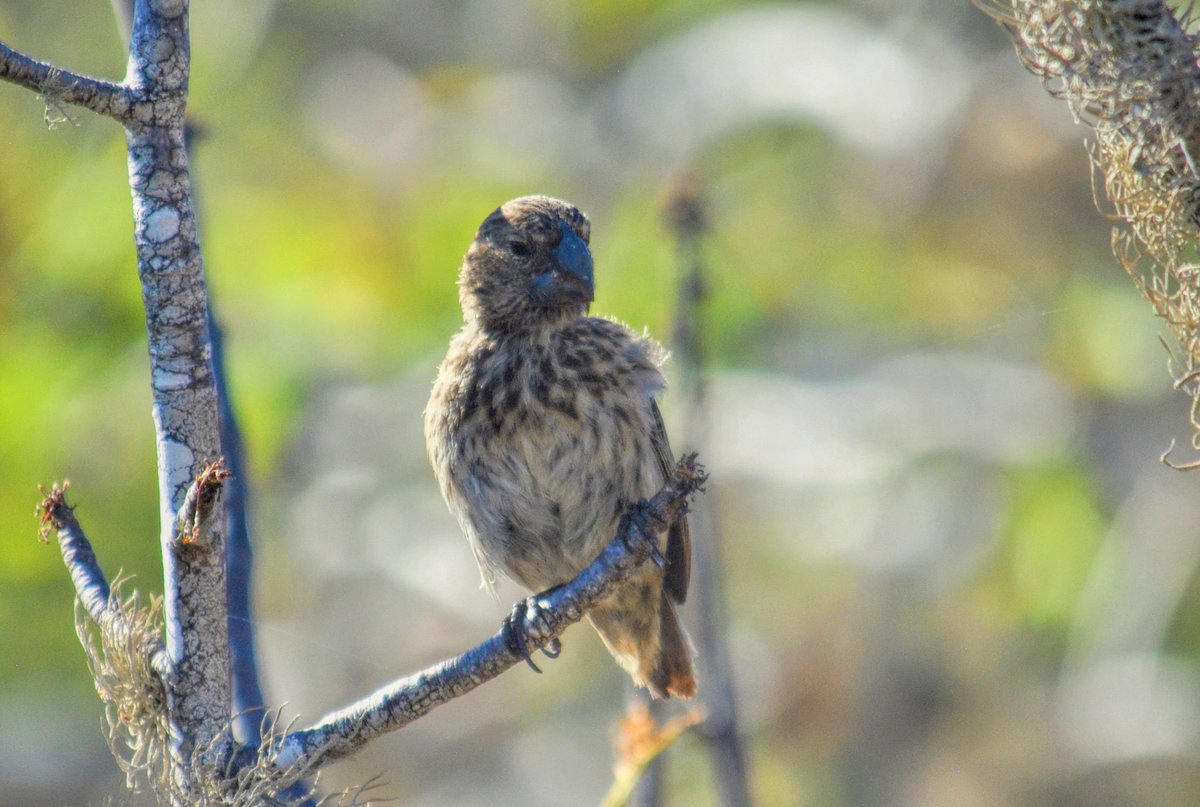 MidlandTravel1's tweet photo. The most #famous feature of #Rabida Island is its breathtaking scenery with the red-sand beach. However, this small island in the center of the #Galapagos archipelago is also an excellent place to spot different coastal and land #birds.
📷 @MidlandTravel1 #Ecuador https://t.co/P858HSOxy3