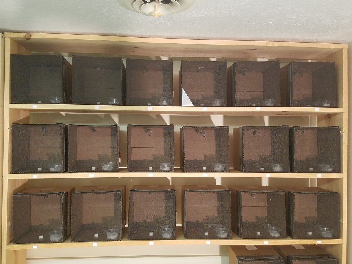 SwipeWright's tweet photo. The wasps are all set up in their boxes and seem to be content, which is still pretty angry by normal human standards, though quite calm by Twitter standards. https://t.co/Gy47rxKZ6X
