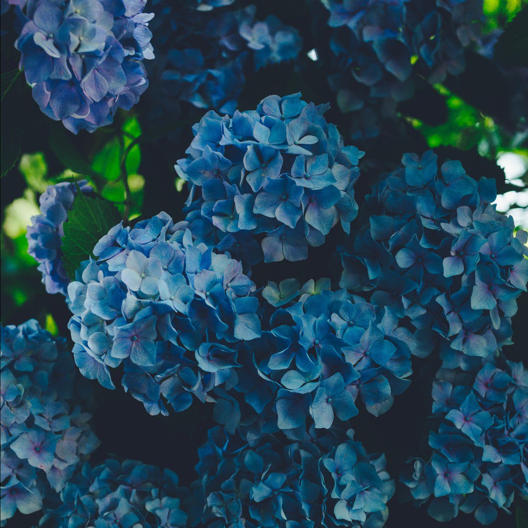 Just like hydrangeas we prefers morning sun and afternoon shade! We love maintaining plant diversity in SC!

#sc #landtrust #landconservation #cleanair #cleanwater