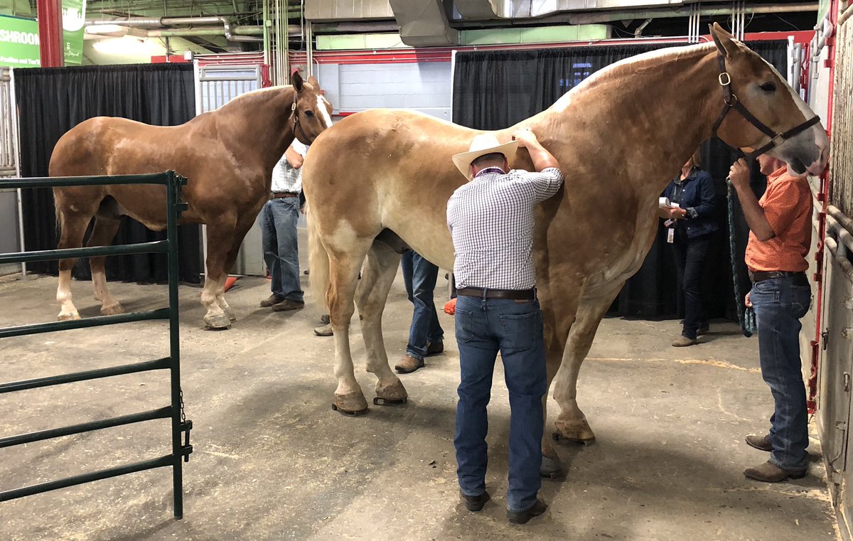 CS_HHorsePull's tweet photo. Cardiovascular &amp; Pulmonary check with Veterinarian Dr. Ryan Wennekamp #HHP2019 https://t.co/qPffuek7s3