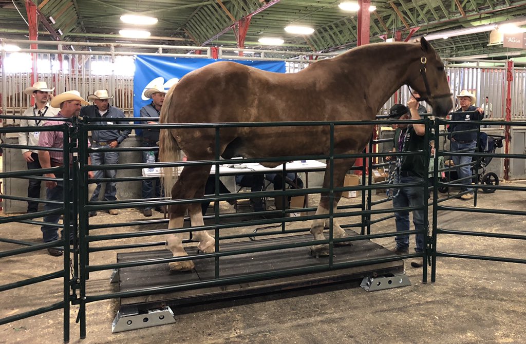 CS_HHorsePull's tweet photo. Another one up on the scale #HHP2019 https://t.co/Qu3M58tRkw