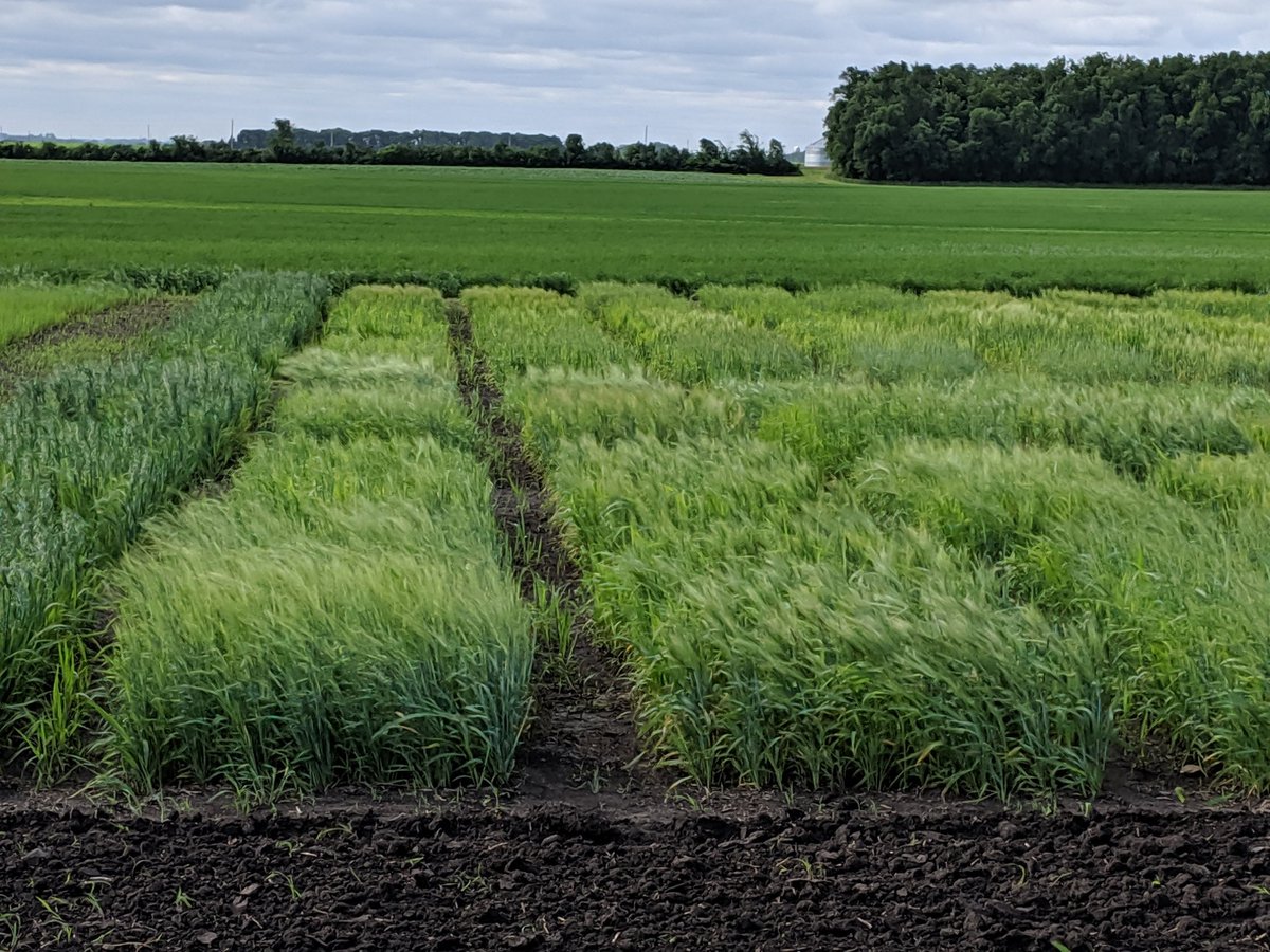 UMNorganic's tweet photo. What a great day at the South West Regional Outreach Center Organic Field Day in Lamberton. It was awesome to see such a variety of organic research happening #albertleaseed #pulseusa #barley #kernza #biodegradablemulch #wintervetch #hightunnel https://t.co/tLH84dK1mB