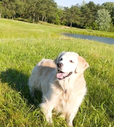 GoldretrieverUS's tweet photo. On #ThrowbackThursdays a shot of ๐ Casey who went #otrb last spring. A special fren who made a zillion memories with Kai and our family. #goodtimesalways #1goodgirl https://t.co/2ioiN27tcD