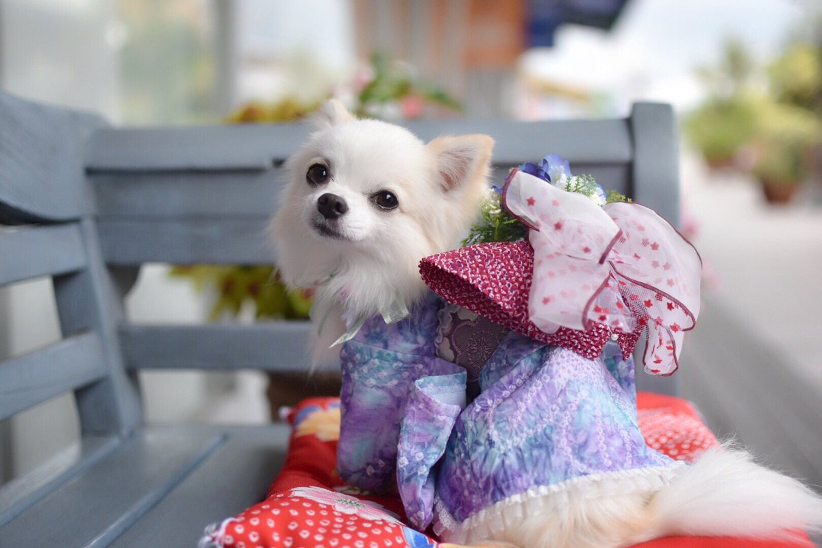 マレたん 今年新調した総絞りの浴衣 昨年はグリーン系だったので 今年はブルー系 ちわわ チワワ ロングコートチワワ ロンチー 浴衣 犬浴衣 Saoyuko