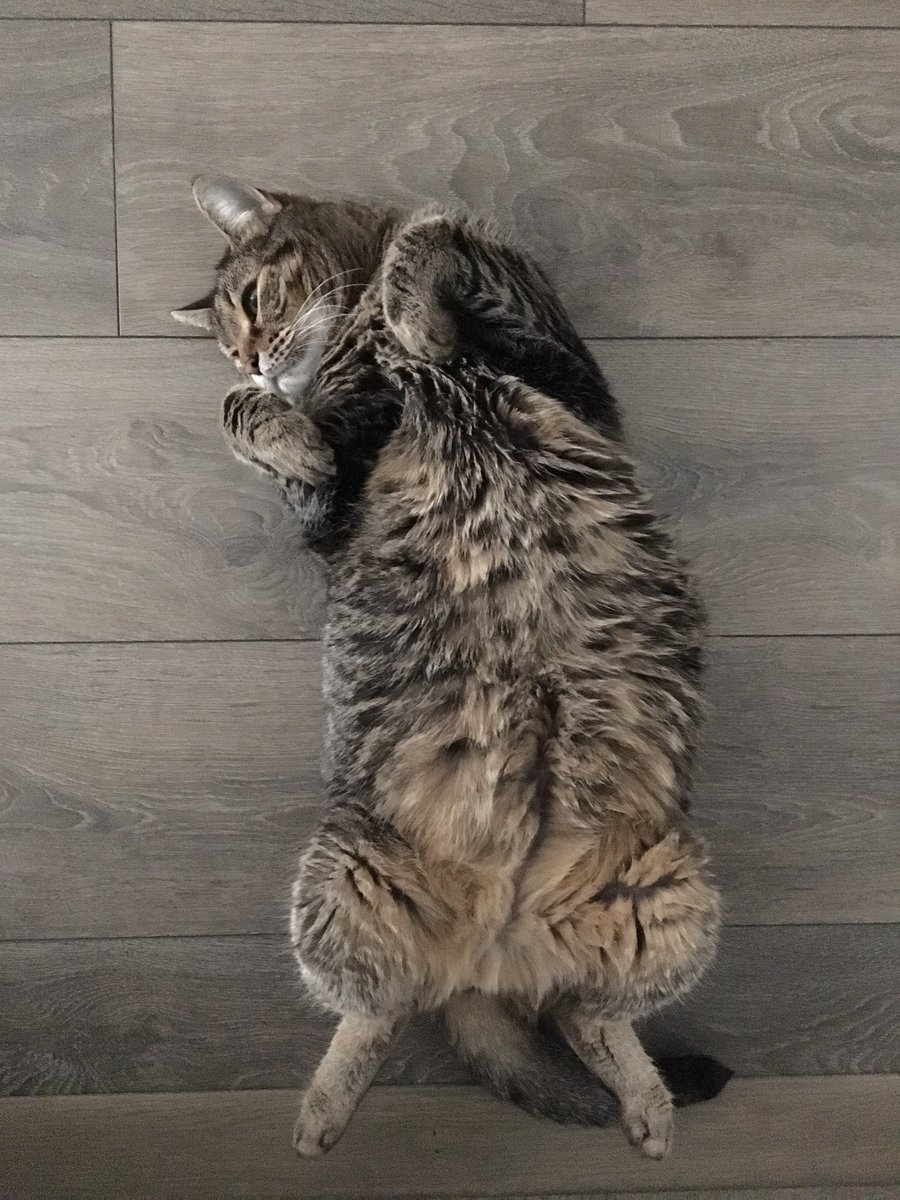 momocakeez's tweet photo. We have a #kangaroo at home. His name is Chopperoo🦘 #choppercat #CuteCats #meow #cats #fatcat #CatsOfTwitter #cute https://t.co/30uAVO59B5