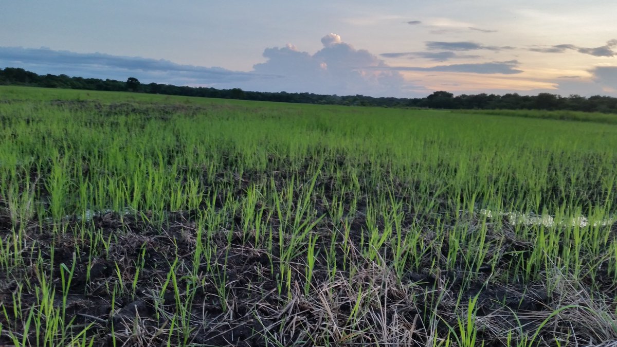 COMAM46449825's tweet image. La levée se poursuit avec satisfaction. 
Le suivi régulier appliqué à ce stade permet aux cultures d'être à l'abri d'agression susceptible d'estomper leur croissance et ainsi affecter le rendement.
#COMAM #Agriculture #Riz