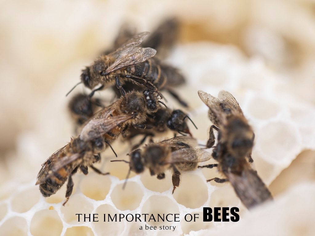 ImportanceBees's tweet photo. Honey bees on the comb at the @walesbotanic #bee #bees #honeybees #comb #honeycomb #pollinator #pollinatorfriendly https://t.co/vIwxmdUstA