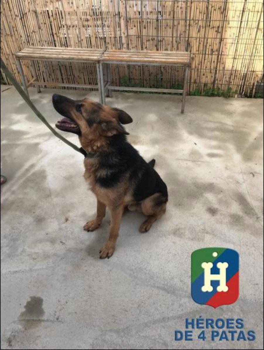 policia's tweet photo. Falcon sigue buscando hogar. Es un agente canino 🐶 de 3 años y medio al que le gusta correr y divertirse al aire libre. ¿Te animas? #AdoptaNoCompres #AdoptaUnJubilado https://t.co/7ttanSzmJD https://t.co/ymMPbFgsji