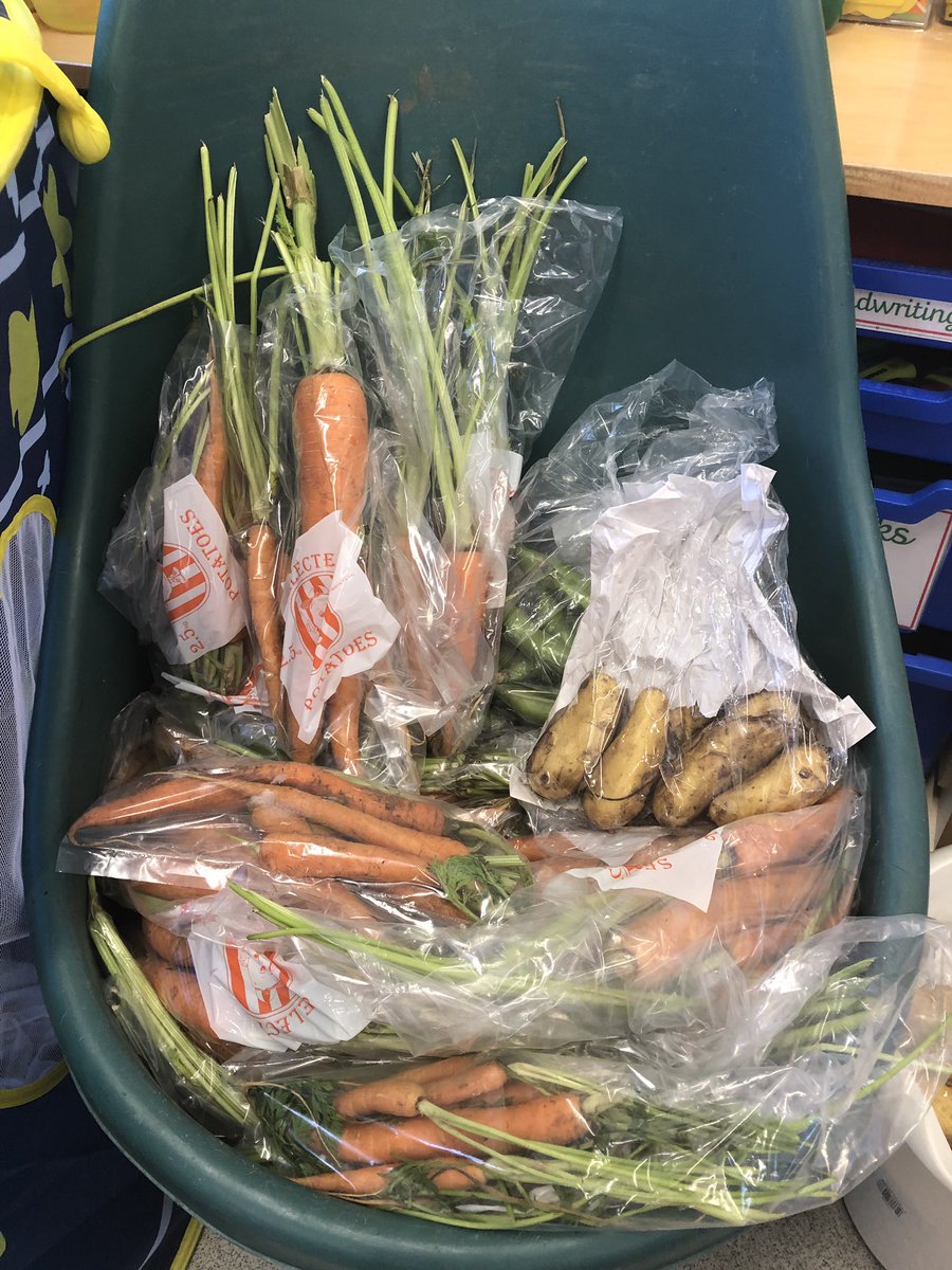CCTurtle1's tweet photo. Our vegetables are all packaged and ready to be sold! We will be selling them on the top playground after school tomorrow ☺️🥕🥔 @ccSeaOtterClass @CastleCarySch https://t.co/S8xD3OVNEL