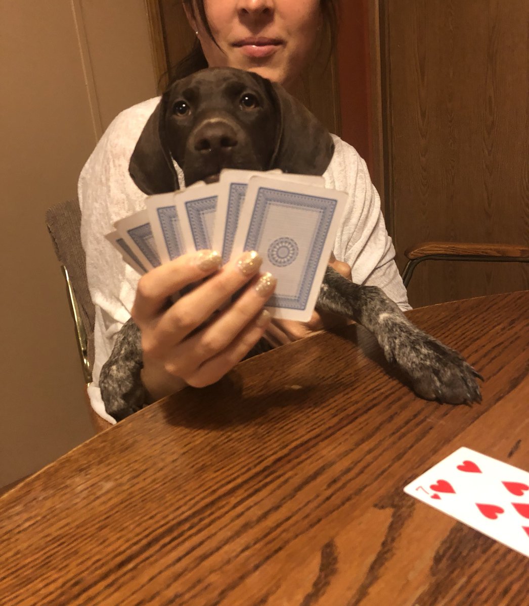 KansasPheasants's tweet photo. Our new GSP Nellie has a poker face!!!! https://t.co/9b5buKK9jo