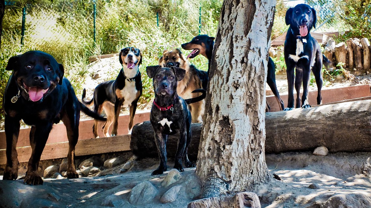 Did you know that we have a custom misting system covering our play yards? Yep, we do. That's one of the reasons why our furry friends are so cool. 😎🐶☀  #topangapetresort #welovedogs #FunInTheSun
