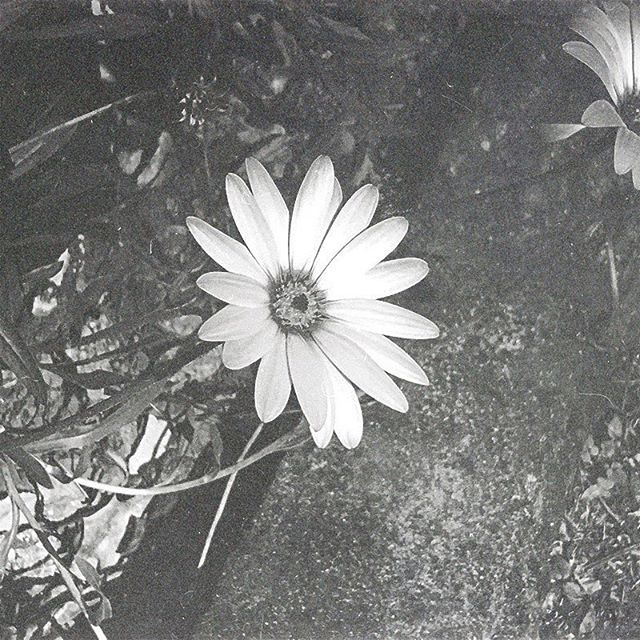 insidesai's tweet photo. #flower #bnw #blackandwhite #afterlight #mextures #grunge #grain https://t.co/fLoVEMfG3K https://t.co/D1CnbOqQr8