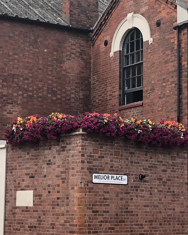 CJSPlants's tweet image. It’s all looking good again today #petunias#begonias#windowboxes#greeninglondon ift.tt/2Jv2JQ8