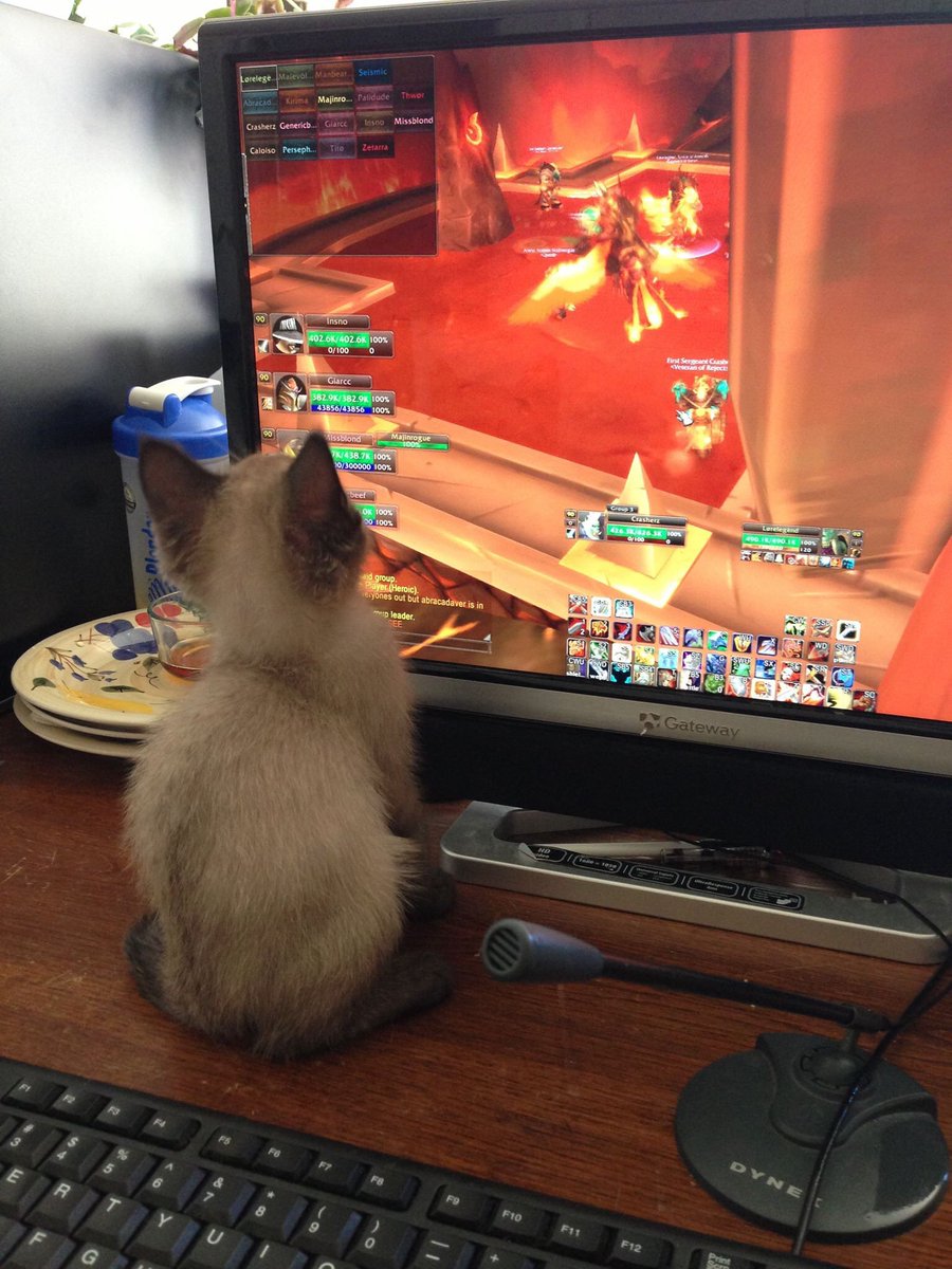 HustonIsrael's tweet photo. @BajheeraWoW was looking through some old pictures and found this great one of my cat years ago watching his daddio play some wow. Figured you might appreciate the cuteness! https://t.co/HlGjmRQBOb