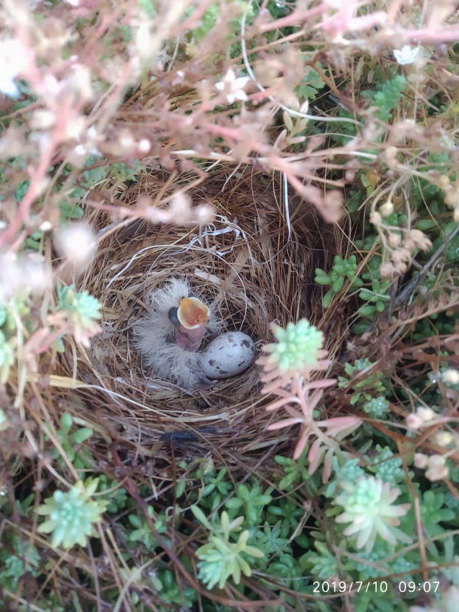 Esto ya va siendo lo que se pretende. Una cubierta verde devuelve, en parte, el espacio que el edificio ocupa a la naturaleza. 
Esta foto esta tomada en nuestra obra secreta 🤫