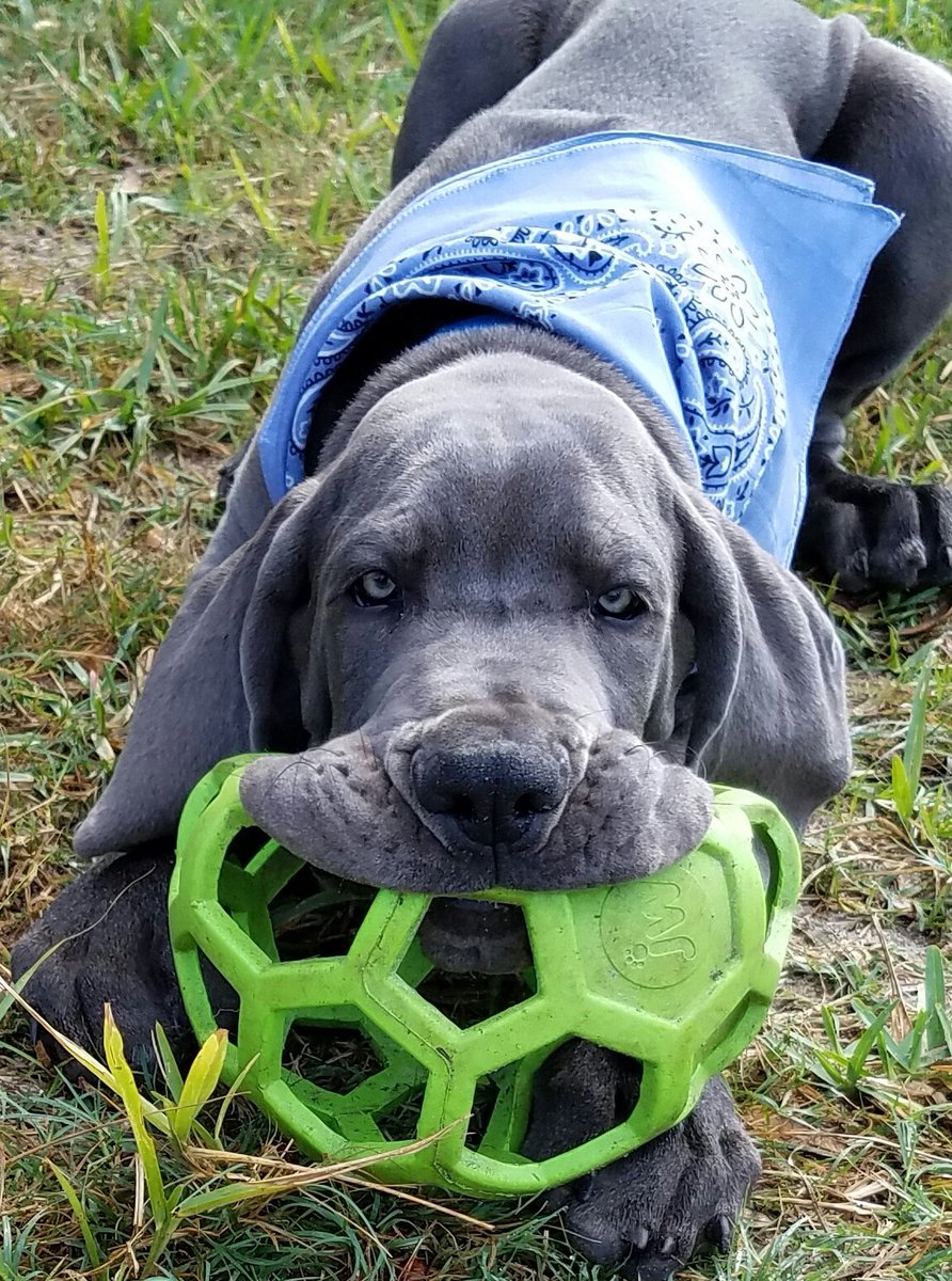 FergusGreatDane's tweet photo. #throwbackthursday &amp; already was perfecting my #flapsofdestiny 😊♥️
#jowlsofjoy ♥️♥️♥️ #tbt #puppy 
@dog_rates @dogcelebration 
.....
#greatdane #bluegreatdane #FergusTheBlueGreatDane #greatdanes #dogs #giantbreed #dogsoftwitter https://t.co/vit0BAXp22