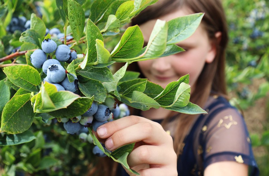 Blueberries! We love fresh blueberries. Grab a handful today for afternoon snacking. RT :-) #HealthyEating #FreshFruit #HBFBerries #Blueberry #SnackAttack