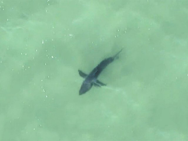 SMCSheriff's tweet photo. Great White Sharks seen in #HalfMoonBay.
Multiple pilots flying over the San Mateo County coast have spotted great white sharks in the water today. 

If visiting the area please use caution. ⚠️

Please refer any further questions to @CAStateParks or @PillarPointHMB image:Surfline https://t.co/wTeGDwYCxm