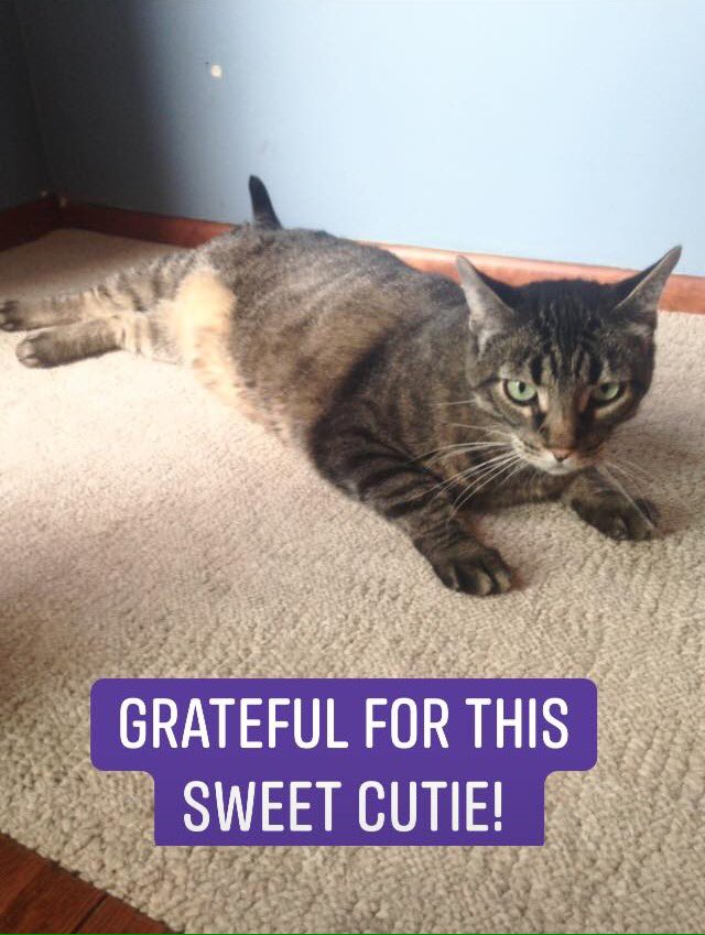 SignsOfOurLife's tweet photo. So #BlessedAndGrateful that this sweet cat is in my life. #ThankfulThursday #CatsOfTwitter #happiness https://t.co/Bpp5D7rOyp