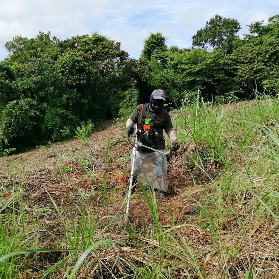 adoptabosque's tweet photo. Esta semana ADOPTA está dando mantenimiento a los plantones sembrados en PN Camino de Cruces durante el reciente V Gran Día Nacional de Reforestación.
#ReforestaPanama #SiembromiVida en apoyo a la #AlianzaPorEIMillon
@miambientepma @alianzaaxm #yoAdoptoBosque #VoluntariosADOPTA https://t.co/Zv03A0p7Ys