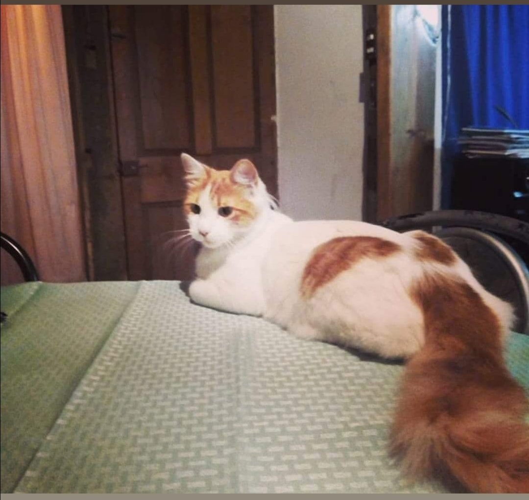 Maricel6503's tweet photo. Mi pequeรฑo descansa isimos como familia todo lo posible por que te mejoraras #catlover #catforever https://t.co/meTyb17Dbl