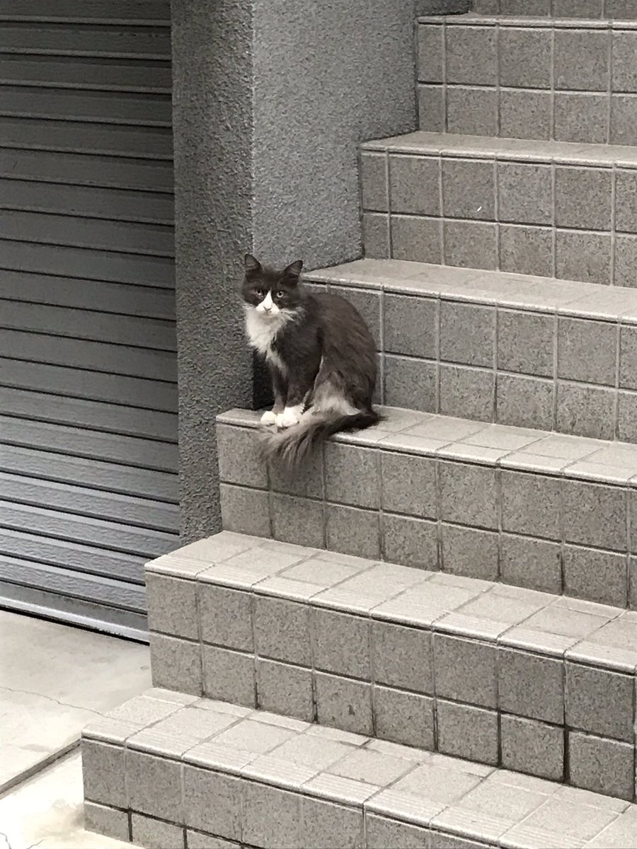 kenandante's tweet photo. 迷子猫  大阪市
捕獲してませんが毎日見ます。 https://t.co/H4fmmCAPly