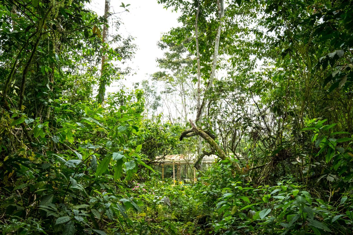 HuertaLunaGPS's tweet photo. A peak of Huerta Luna’s small-plot farm through the jungle-like forest that surrounds it. Come visit it in person soon. #SustainableTourism #Galapagos   #TravelEcuador https://t.co/qzv2n251a2