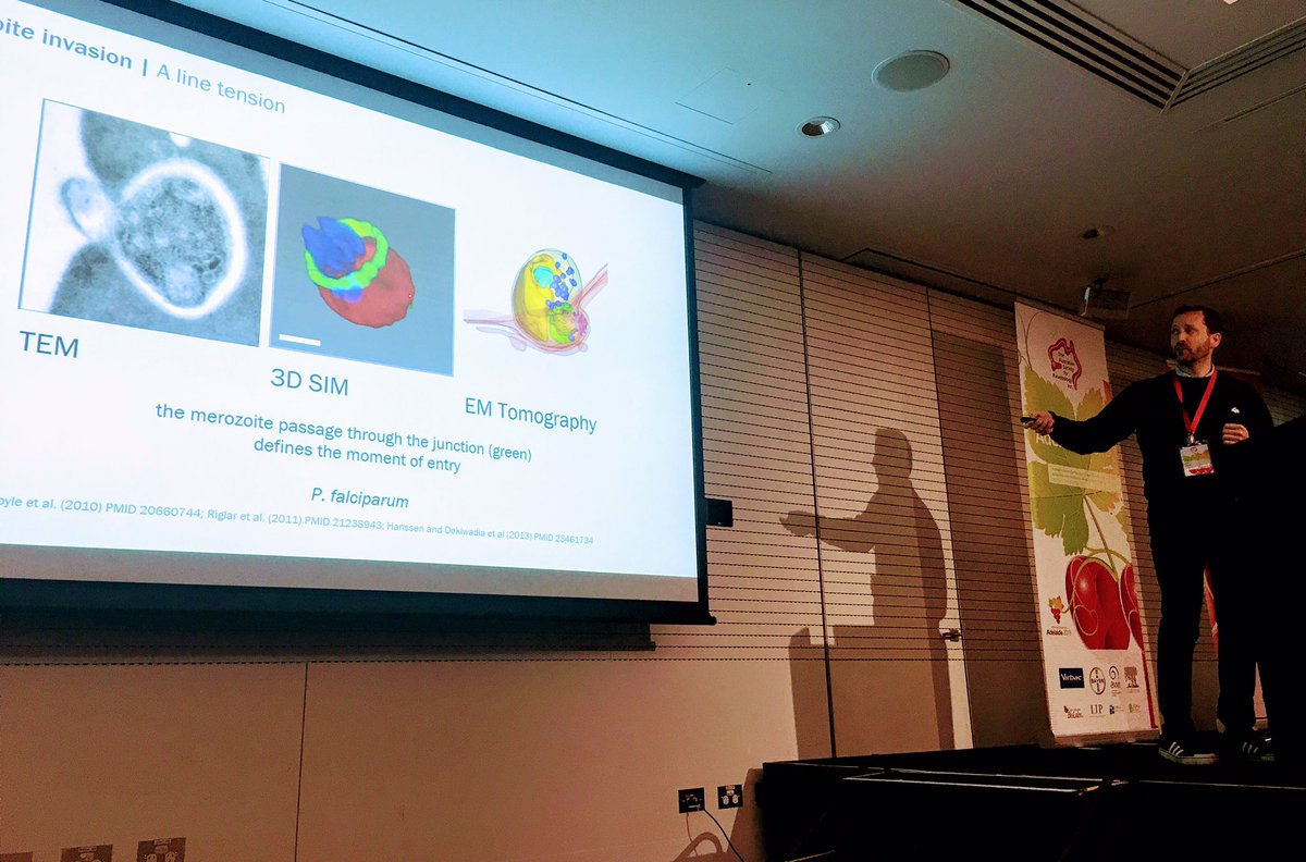 sonjzzz's tweet image. what pleasure chairing #2019ASP Cell &amp;amp; Molecular Biology Symposium with @imperialcollege’s Jake Baum sharing his work on the mechanics of  #malaria #parasite host cell invasion. 😍