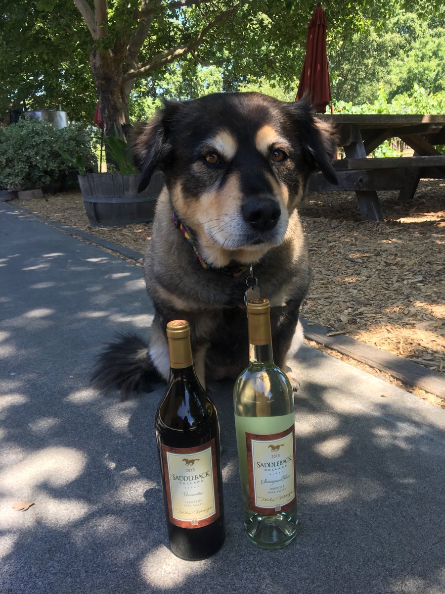 saddlebackwine's tweet photo. Just released!! 2018 Sauvignon Blanc &amp; 2018 Vermentino!! And Chloe's tail is waggin' with excitement! Contact Elizabeth today at 707-944-1305 or elizabeth@saddlebackcellars.com to get your hands on these perfect summertime wines! https://t.co/I4DxVCyRx1