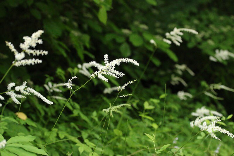 トリアシショウマ