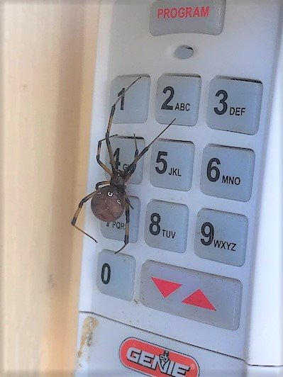 NBPinnaclepest's tweet photo. Beware! Brown Widows are popping up everywhere right now. Best way to identify a brown widow is the black on the leg joints and the same red hour glass shape on its stomach. Call Pinnacle Pest Defense today for all your pest control needs (830) 302-3050 https://t.co/yDxcECN3W2