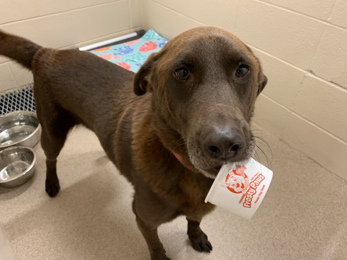 GrapevineAnimal's tweet photo. Billie is no #BlueBellLicker. He came by his frozen treat legally. Every shelter pup deserves to enjoy the #DogDaysofSummer perks. #Adopt Billie or another friend--check https://t.co/8dS79dVJyM https://t.co/wHFpvaEn3o