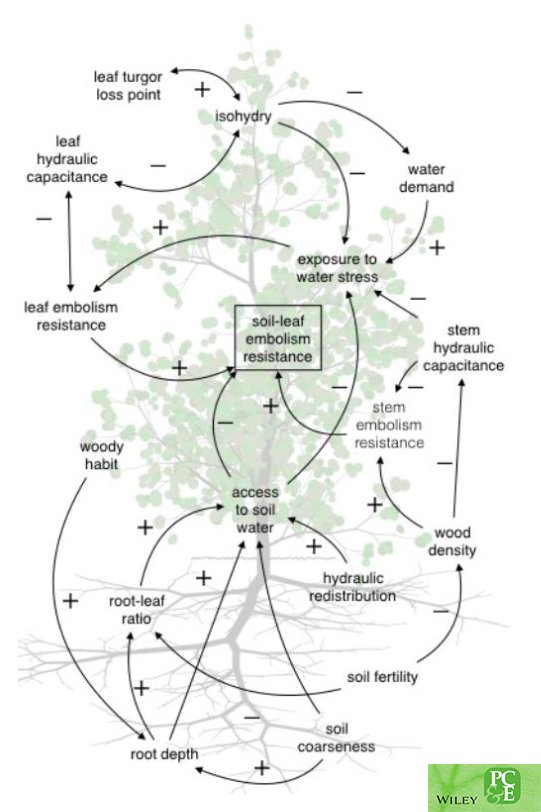 Plant Cell & Environment (@plantcellenvir) on Twitter photo Variation of the components contributing to the whole-plant hydraulic network differentially influence vulnerability to embolism by McCulloh et al. <a href="/UWBotany/">UW-Madison Botany</a>
onlinelibrary.wiley.com/doi/10.1111/pc… Variation of the components contributing to the whole-plant hydraulic network differentially influence vulnerability to embolism by McCulloh et al. <a href="/UWBotany/">UW-Madison Botany</a>
onlinelibrary.wiley.com/doi/10.1111/pc…
