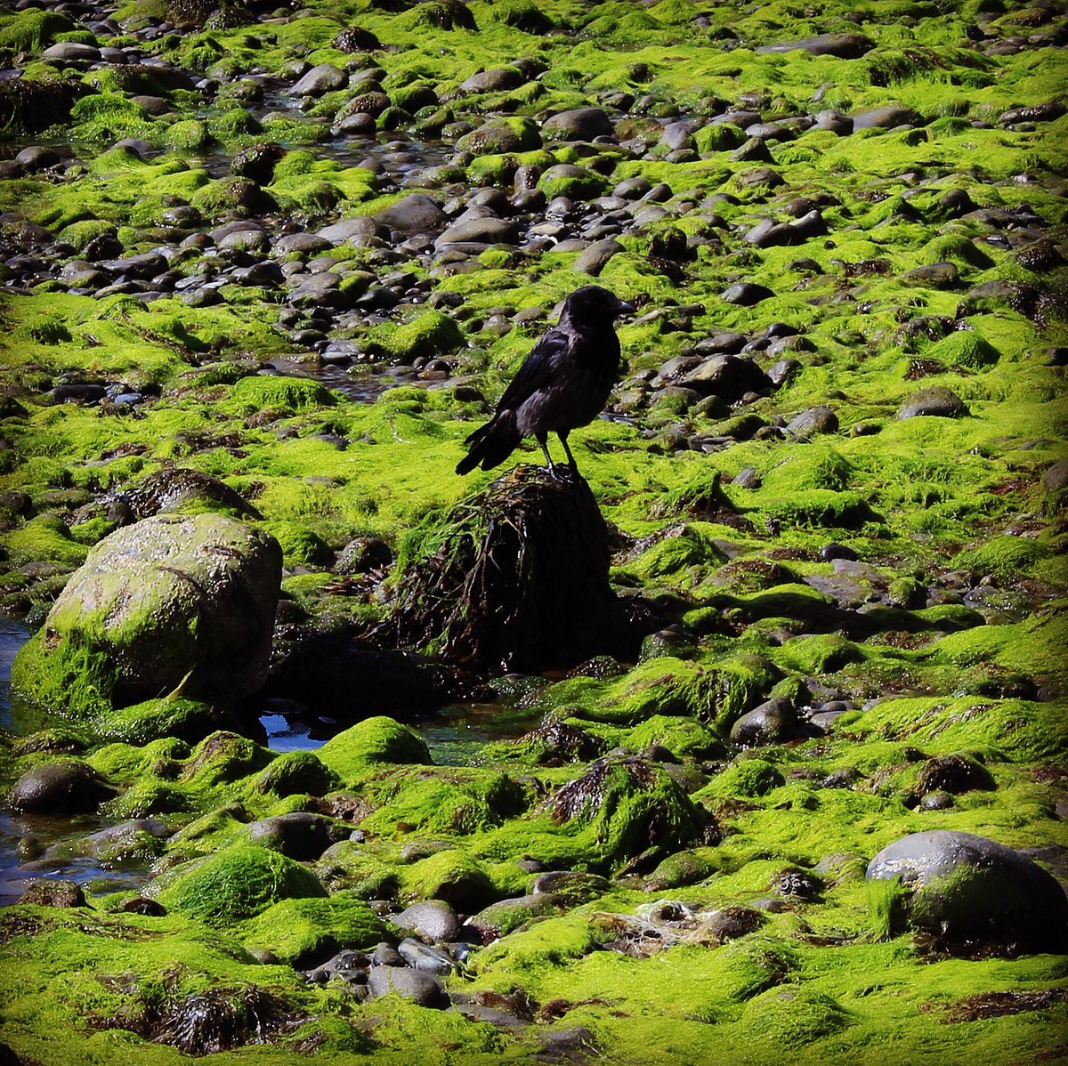 DDeasonPhoto's tweet photo. #photoftheweek #photooftheweek #lovephotography📷❤ #lovephotography #amaturephotographyskills #amaturephotography📷 #amaturephotographymagazine  #lakedistrict # #relaxingday #nature #birds #britains_talent https://t.co/RKEcnDQJ7M