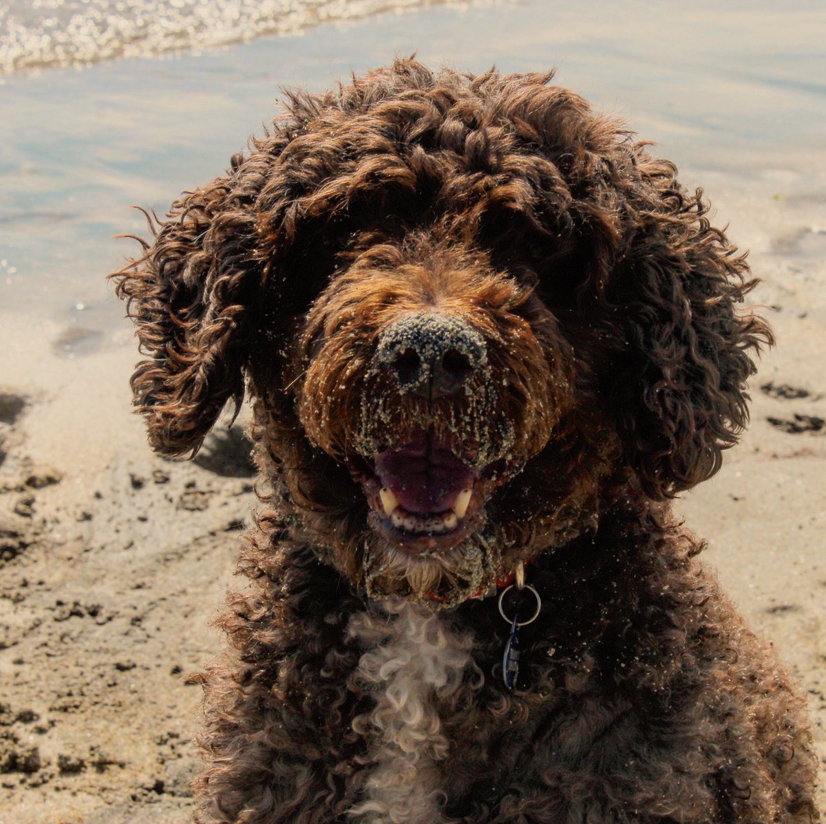 DDeasonPhoto's tweet photo. #photooftheday  #photooftheweek #spanishwaterdog #photography  #amaturephotographer #amaturephotography #lovephotography #spanishwaterdog #spanishwaterdogs #spanishwaterdogsofinstagram #spanishwaterdogofinstagram #spanishwaterdogclub https://t.co/Gq07JgBYHb