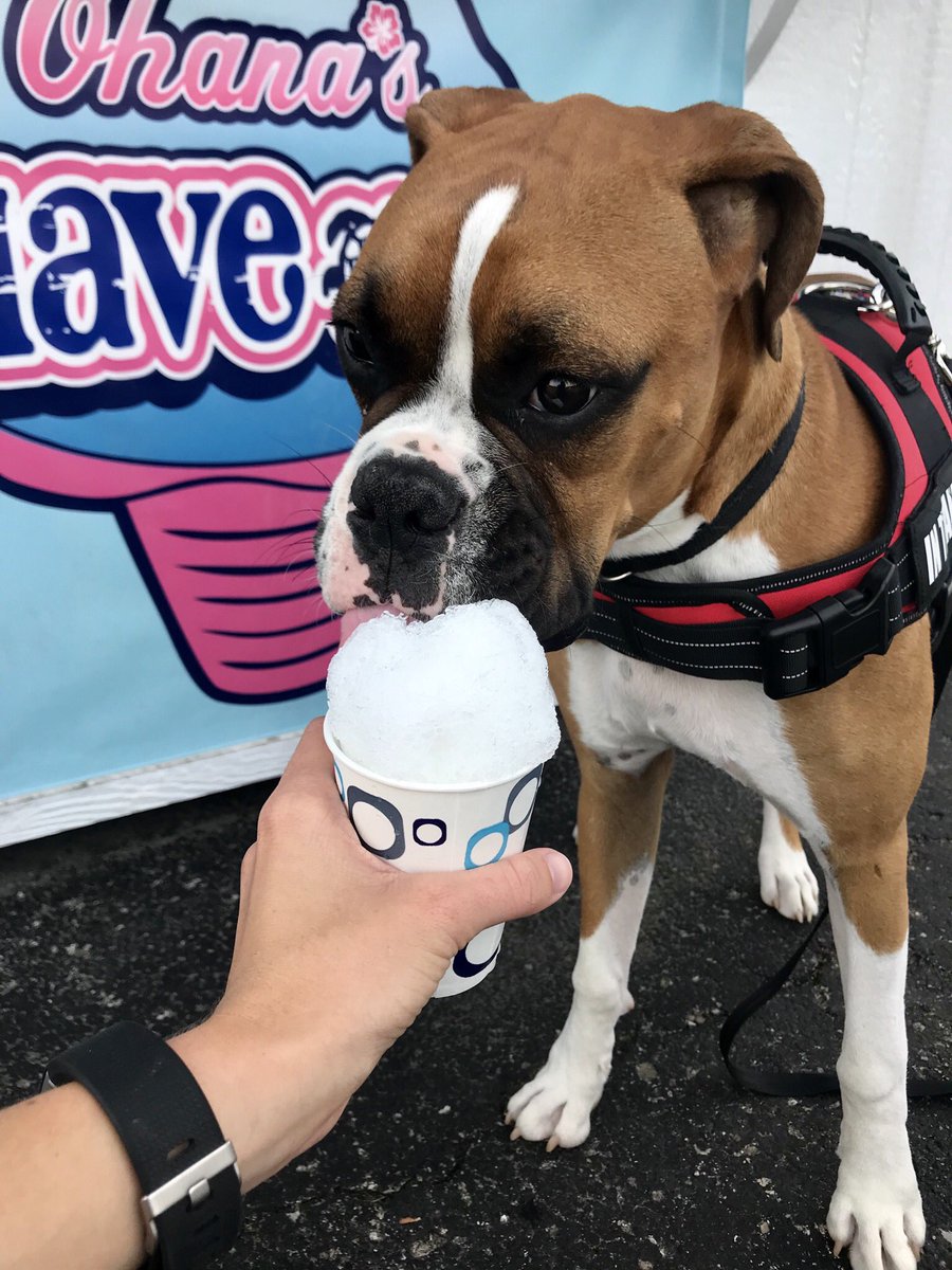 OhanasLS's tweet image. FREE puppy cones‼️ Come get a shaved ice today and bring your furry friend!!🎉🍧