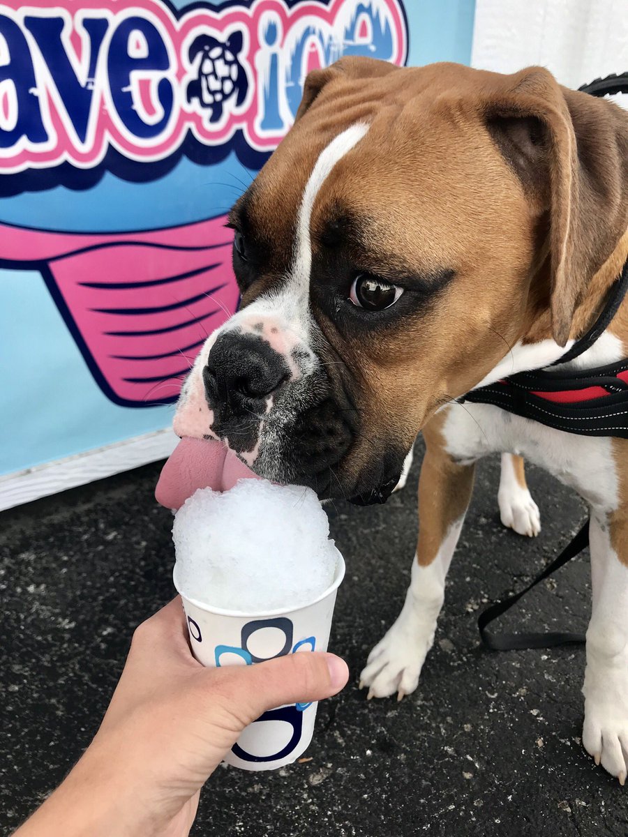 OhanasLS's tweet image. FREE puppy cones‼️ Come get a shaved ice today and bring your furry friend!!🎉🍧