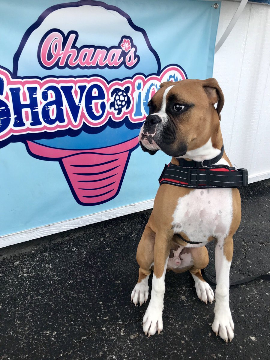 OhanasLS's tweet image. FREE puppy cones‼️ Come get a shaved ice today and bring your furry friend!!🎉🍧