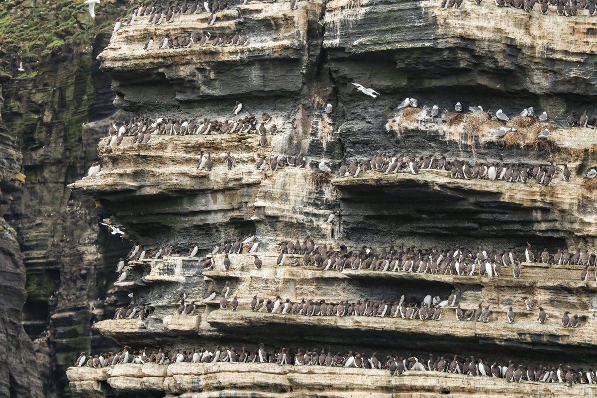 CormacCoyne's tweet photo. Great day down at the Cliffs of Moher. The birds are still there in their thousands but will be leaving to go back to sea in a matter a weeks. https://t.co/JkpKlFVjJ5