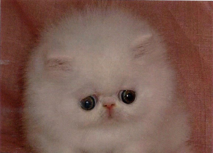 Отправь мне котика. Отправь мне котика. Отправь мне котика. Любимый кот. Кот ненастоящий.