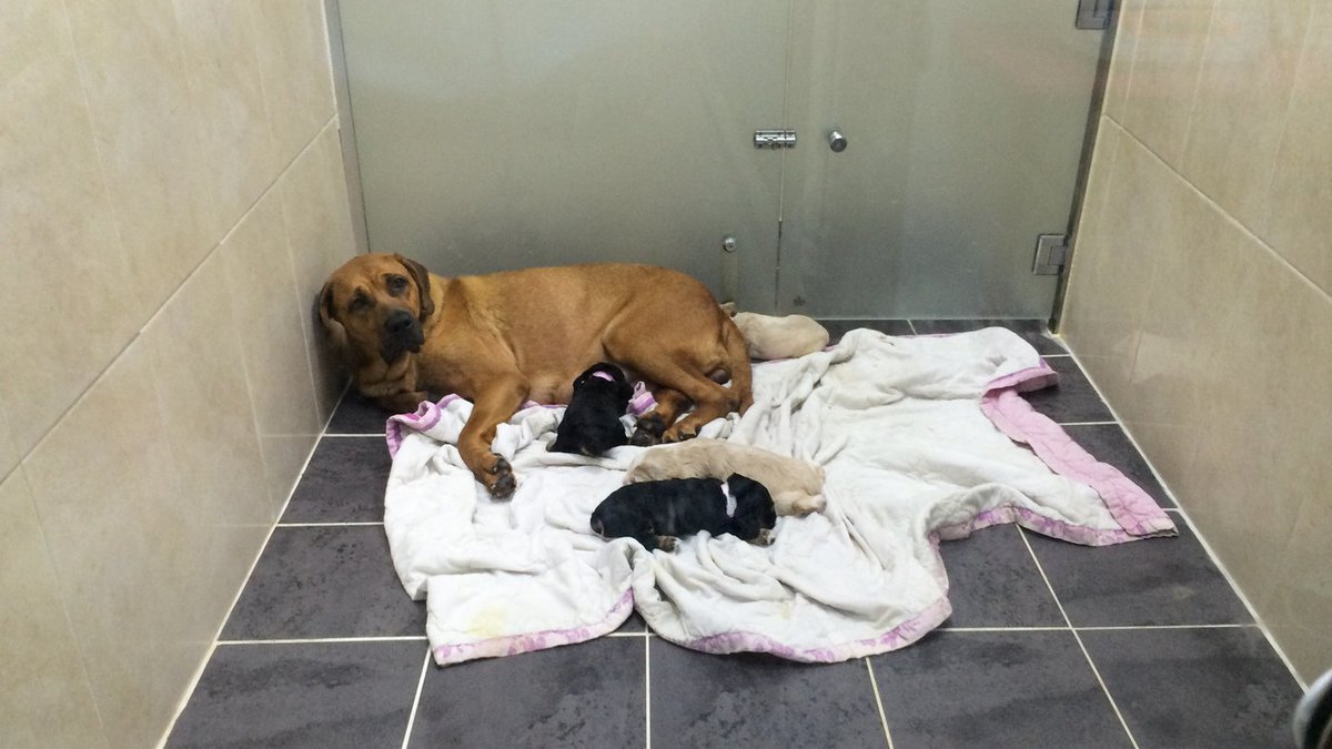 I will be on <a href="/GMB/">Good Morning Britain</a> tomorrow talking about DOG CLONING and why it is UNETHICAL. Please tune in 6.50am to find out why.. #dogclone #dogcloning #clone #cloning #GOODMORNINGBRITAIN <a href="/DFMTalent/">DFManagement</a> @SkyNewsPR <a href="/DailyMailUK/">Mail+</a> <a href="/DailyMirror/">The Mirror</a> @HSIUKorg <a href="/AllDogsMatter/">All Dogs Matter</a> <a href="/PeterEgan6/">Peter Egan</a> <a href="/ChrisGPackham/">Chris Packham</a>