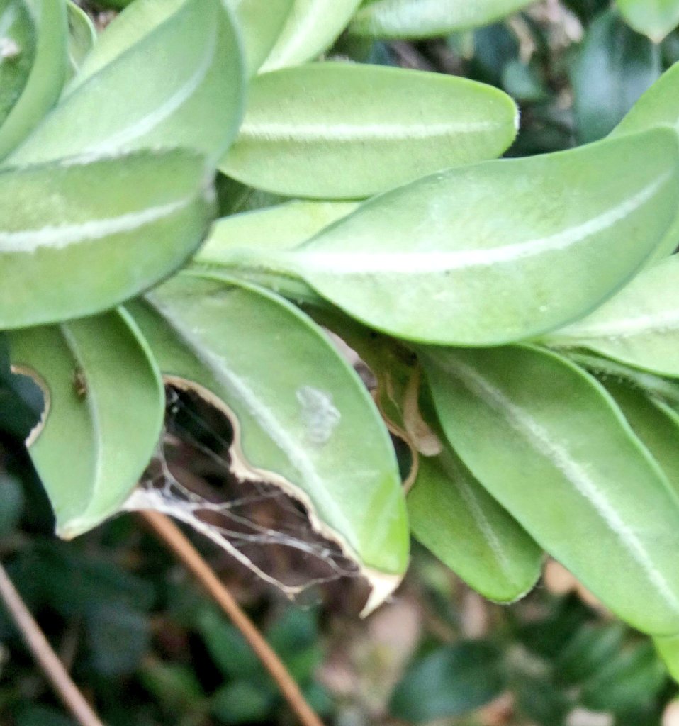 Us mostrem una de les postes que hem trobat als boixos del cementiri.