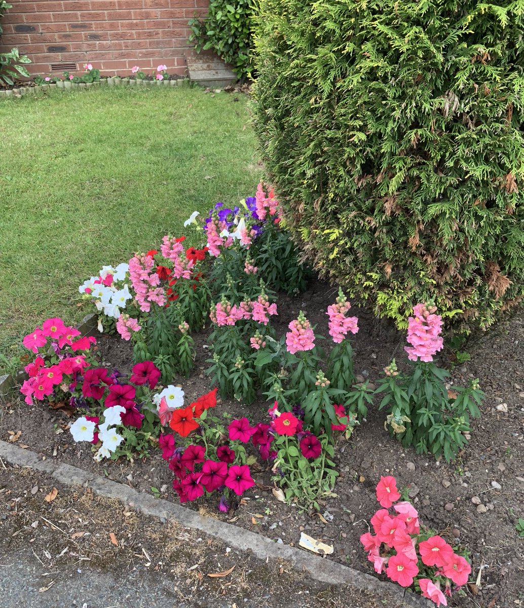 shazkee's tweet photo. I am feeling quite proud of my flower bed this summer...it’s really coming on well! In fact it might even be overgrowing now! #BoringPost #Flowers #Garden #ILikeIt https://t.co/9sSmz21cD2