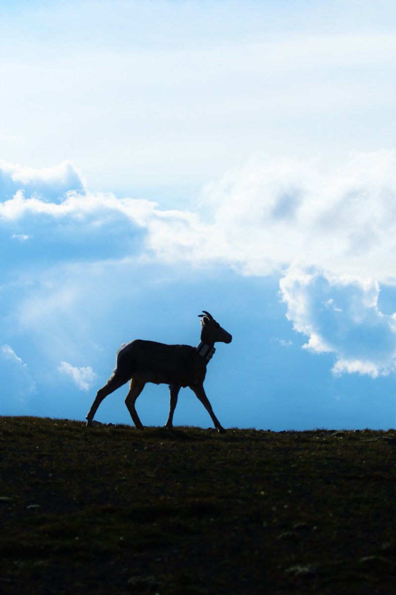 Here is V11 silhouetted against the evening sky. V11 is a three-year-old female who sadly skipped reproduction this season. Hopefully, she will be primiparous and contribute to population growth next year!
#BighornSheep #fieldwork #RamMountain