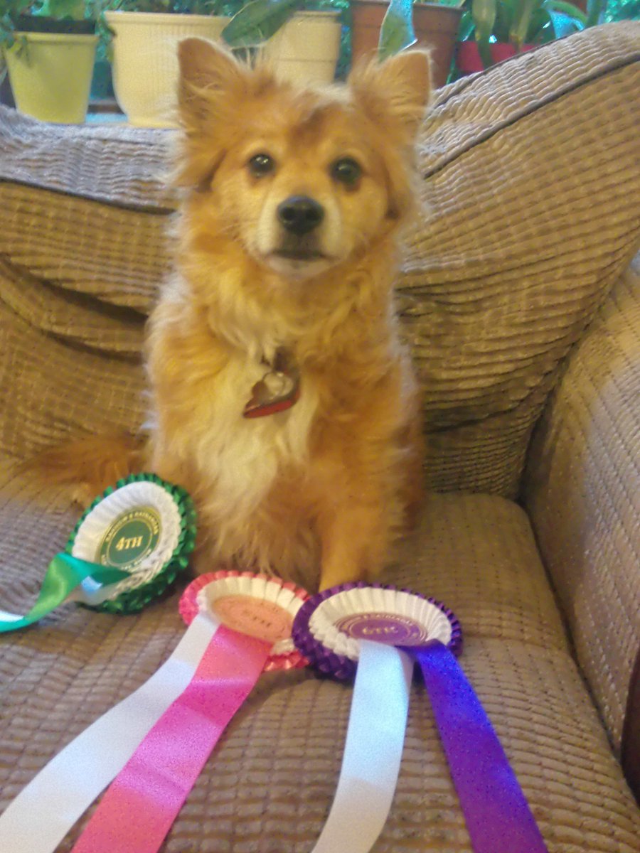 JoeRyanWx's tweet photo. #Killag @BannowRShow Had a great time today @DogsForMichaelD this legend won 3 rosettes & got to meet the #Wexford Rose and later admired a few buns! https://t.co/81I4stguK1